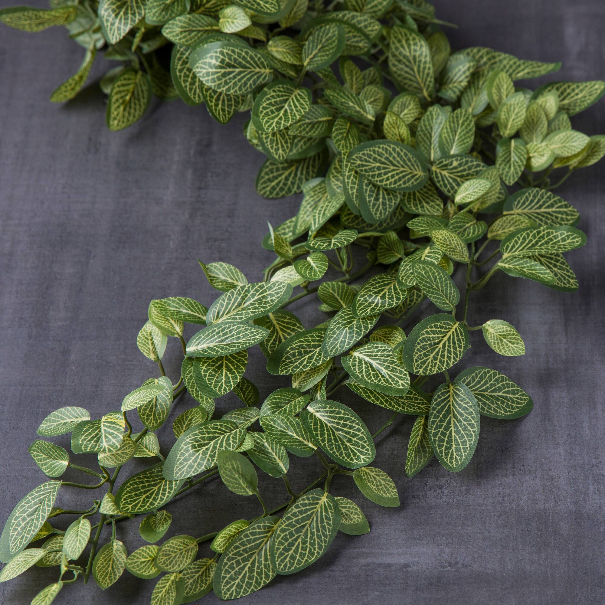 8 Pack: Fittonia Hanging Bush by Ashland®
